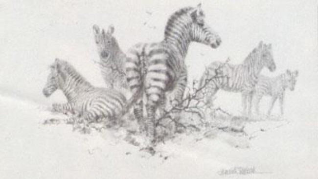 Zebra (Pencil)