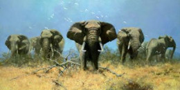 Just Elephants (75th Anniversary Print) - Mounted