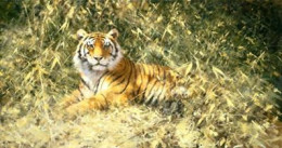 The Ranthambore Tiger 