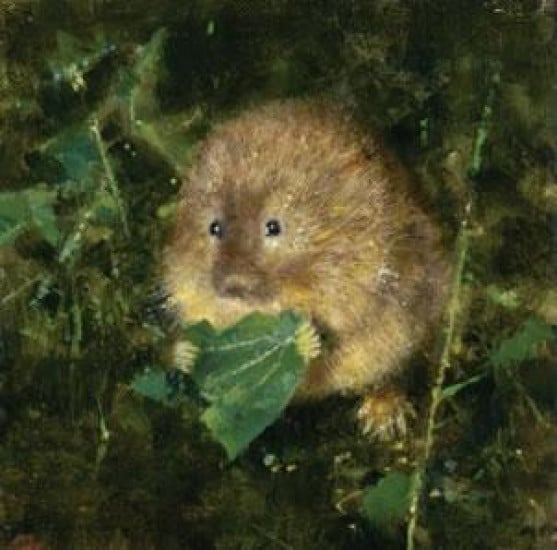 Water Vole (Cameo) - Mounted