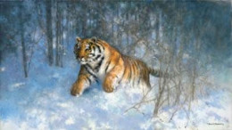 Tiger In The Snow - Print