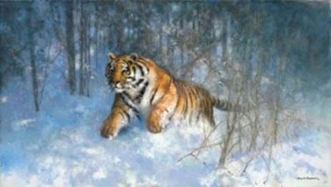 Tiger In The Snow