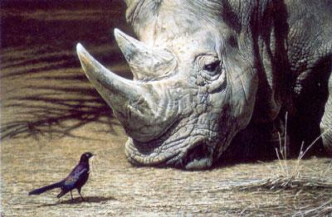 What Nest? - Rhino & Bird