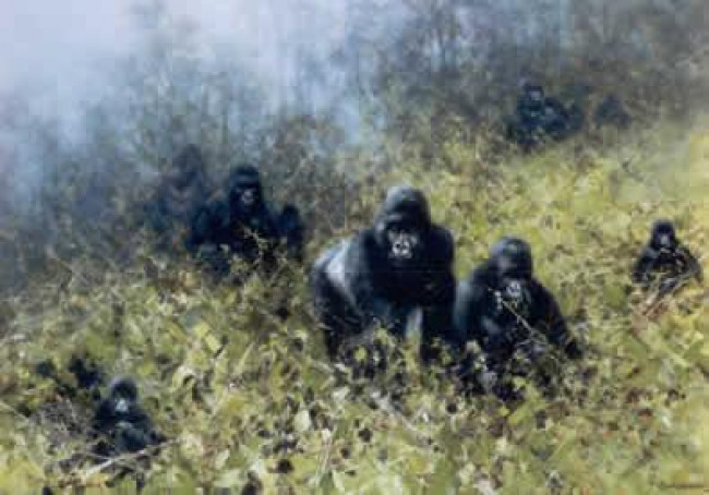 In The Mists Of Rwanda - Gorilla - Print only In The Mists Of Rwanda - Gorilla - Print only