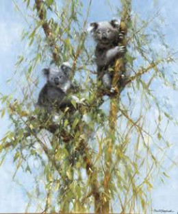 Up A Gum Tree - Koalas - Print