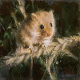 Harvest Mouse - Mounted