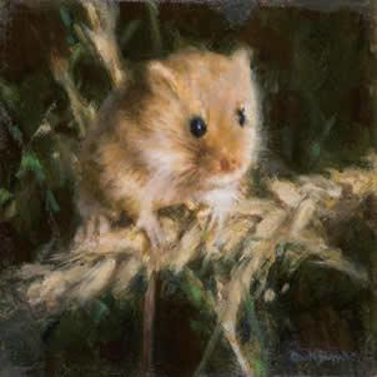 Harvest Mouse (Cameo) - Mounted Harvest Mouse (Cameo) - Mounted