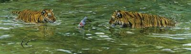 Trouble Brewing - Tigers