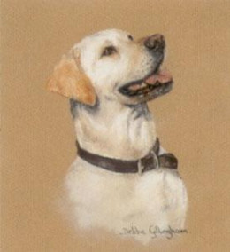 Yellow Labrador Study - Print