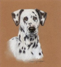 Dalmatian Study - Print