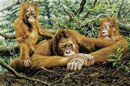 But This Is Our Home - Orangutans - Print only