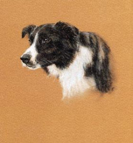 Collie Study - Print