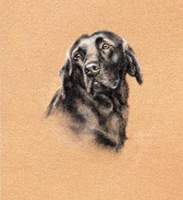 Black Lab Study - Print