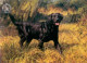 Black Labrador - Mounted