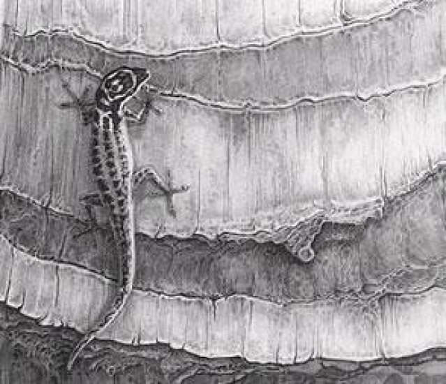 Gecko - Gecko Lizard - Mounted Gecko - Gecko Lizard - Mounted
