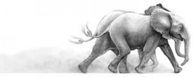 Joy - Elephant - Mounted Joy - Elephant - Mounted