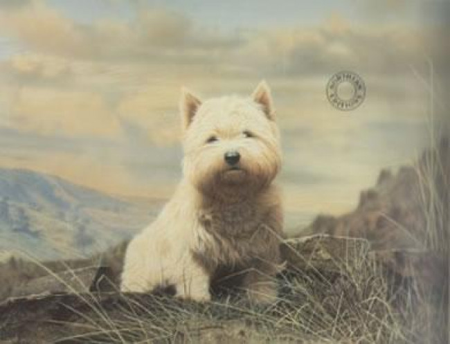 Westie