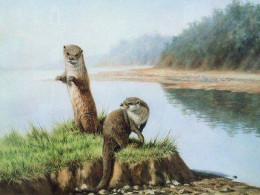 Two Otters - Mounted