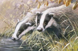 Autumn Morning - Badgers - Print