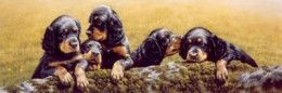 Don't Tell The Others - Gordon Setter Pups - Print