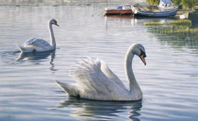 Evening Parade - Swans - Print Evening Parade - Swans - Print