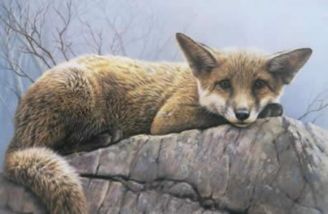 First Winter - Fox