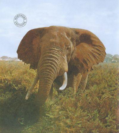 Wise Man Of Africa - Print Wise Man Of Africa - Print