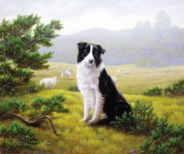 Ever Watchful - Border Collie - Print