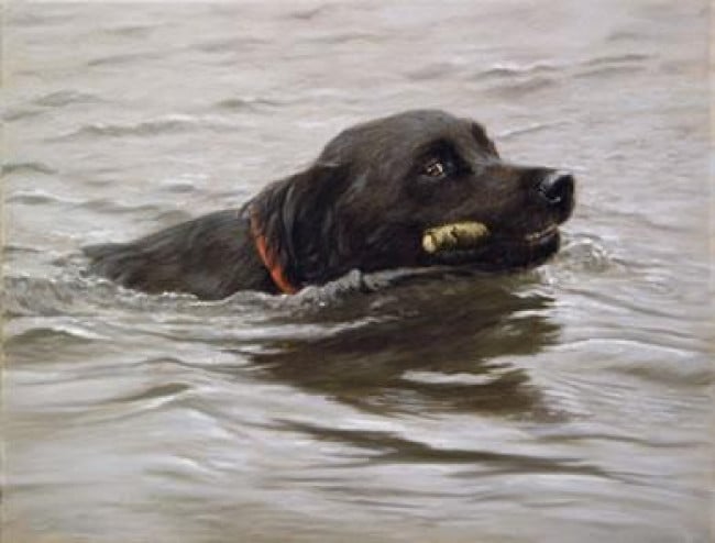 My Favourite Stick! - Black Labrador - Print My Favourite Stick! - Black Labrador - Print