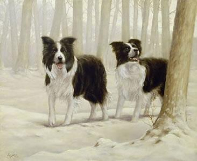 Winter Friends I - Border Collies