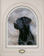 Classic Breeds - Black Labrador - Mounted