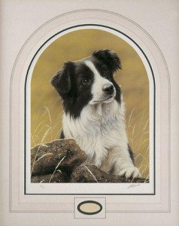 Classic Breeds - Border Collie - Mounted