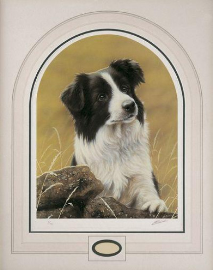 Classic Breeds - Border Collie