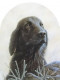 Classic Breeds - Flat Coated Retriever - Mounted