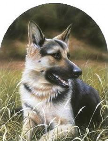 Classic Breeds - German Shepherd