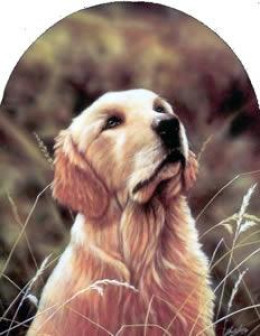 Classic Breeds - Golden Retriever - Mounted