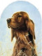 Classic Breeds - Irish Setter - Mounted