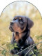Classic Breeds - Rottweiler - Mounted