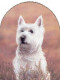 Classic Breeds - Westie - Mounted