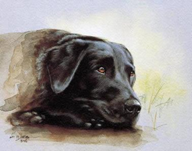 Black Lab Study - Mounted