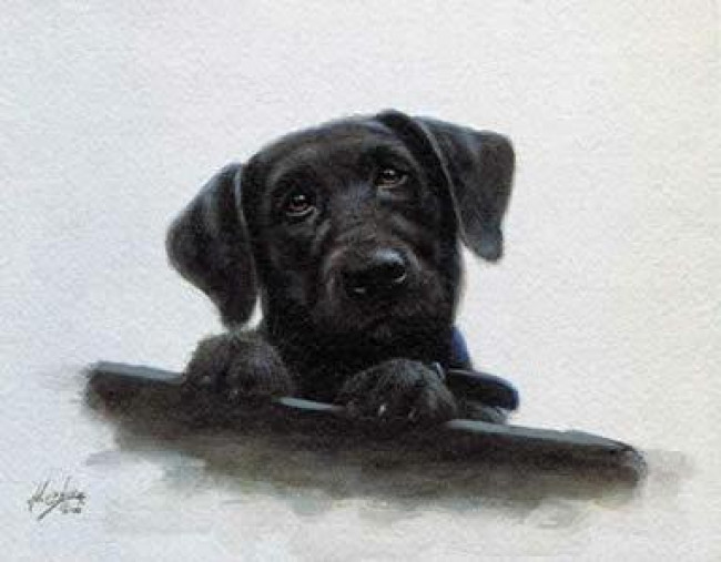 Black Lab Pup Study - Mounted