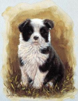 Border Collie Pup Study - Mounted