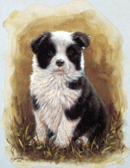 Border Collie Pup Study