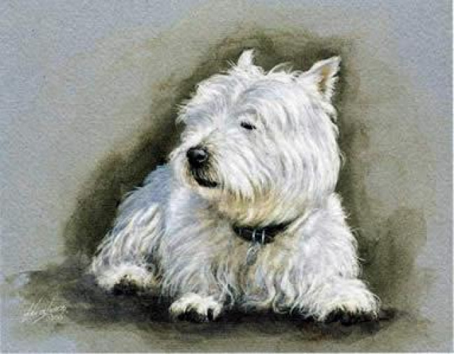 Westie Study - Mounted Westie Study - Mounted