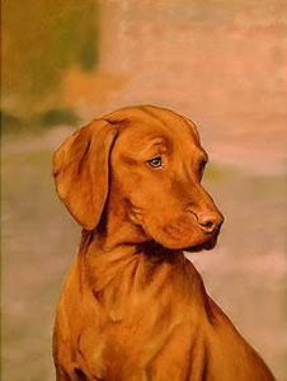 Hungarian Vizsla