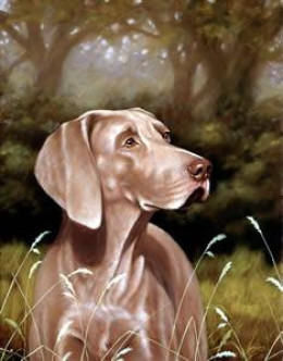 Weimaraner - Print only