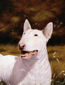 English Bull Terrier - Print only