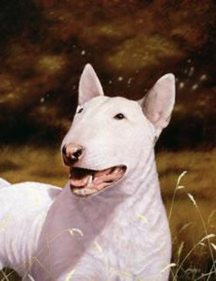 English Bull Terrier