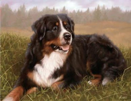 Bernese Mountain Dog - Print only