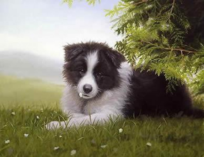 Daisy - Border Collie - Print only